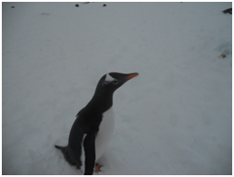 Antartikada Penguenleri izlemek